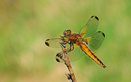 Blue Chaser (Female, Libellula fulva)